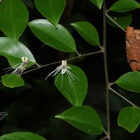 <i>Capparis tenera</i>  Dalzell